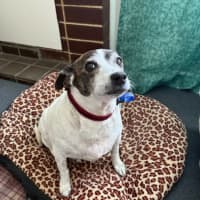 Photo of Rosie   12 Year Old Jack Russell