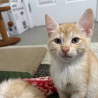 Photo of Saffron
