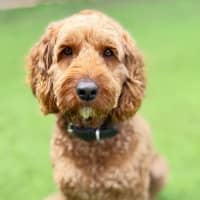 Photo of Rusty