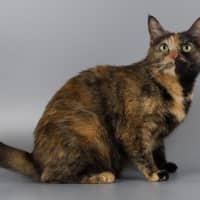 Photo of Mimsie