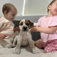 Photo of Finn The Human