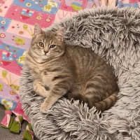 Photo of Wilhemenia