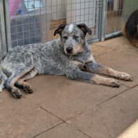 Photo of Bluey 