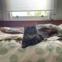 Photo of Gracie