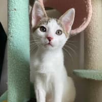 Photo of Bok Choy   Meet Me At Vets On Parker 