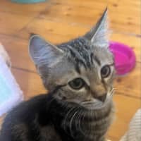 Photo of Meisha