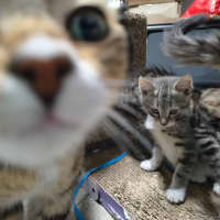 Photo of Honey Clowder