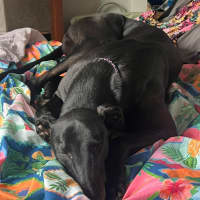 Photo of Jay, The Greyhound