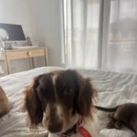 Photo of Paisley & Piper