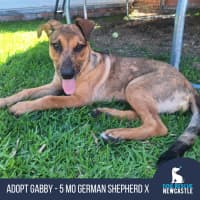 Photo of Gabby   5 Month Old German Shepherd X