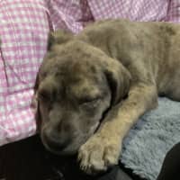 Photo of Freyja