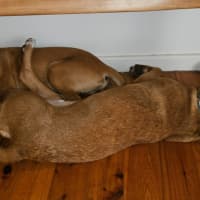 Photo of Croissant   9 Month Old Mixed Breed