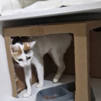Photo of Sapphire