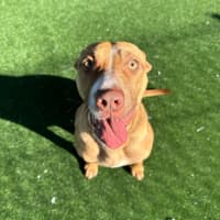 Photo of Petal Imp 1226