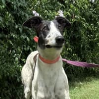 Photo of Peppa