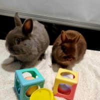 Photo of Thor And Loki The Gods Of Mischief & Thunder