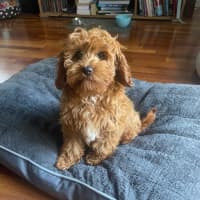 Photo of Isla Kumara