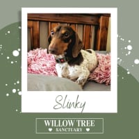 Photo of Slinky