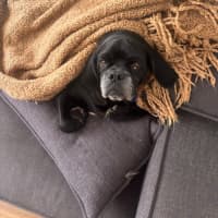 Photo of Paco   4 Year Old Puggle 