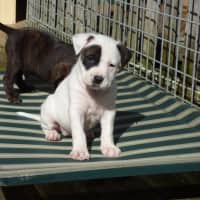 Photo of Tilli/Scout