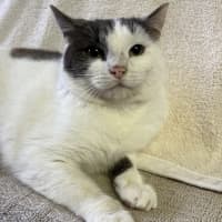 Photo of Lychee 