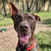 Photo of Apollo