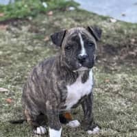 Photo of Jack Of Hearts 