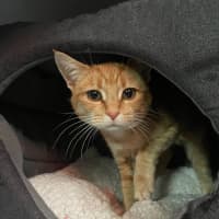 Photo of Strawberry Shortcake