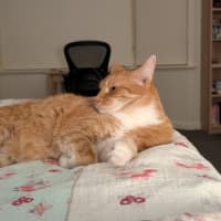Photo of Goldie