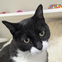 Photo of Postman Pat