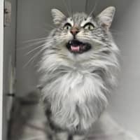Photo of Gizmo