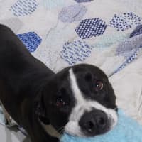 Photo of Jazzie *$150 Adoption Fee*