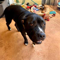 Photo of Oodie (Muggsy)