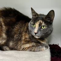 Photo of Lulu (Bonded To Koda)