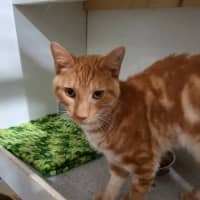Photo of Ollie