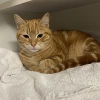 Photo of Rusty