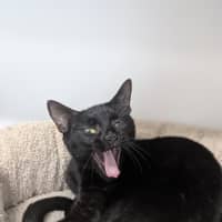 Photo of Shadow
