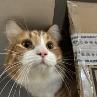 Photo of Cookie