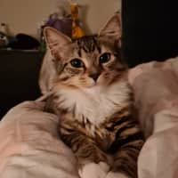 Photo of Twinkle Tail