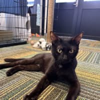 Photo of Shadow