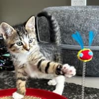 Photo of Juno