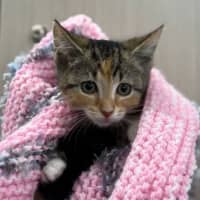 Photo of Bonnie