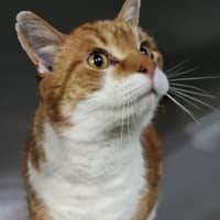 Photo of Fergus