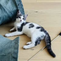 Photo of Rice   Located In Northcote