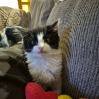 Photo of Daisy