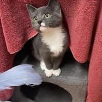Photo of Misty