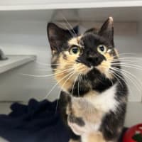 Photo of Lady Whistlemeow