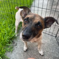 Photo of (Dot &) Dash