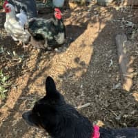 Photo of Jess (Blue)