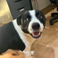 Photo of Tux